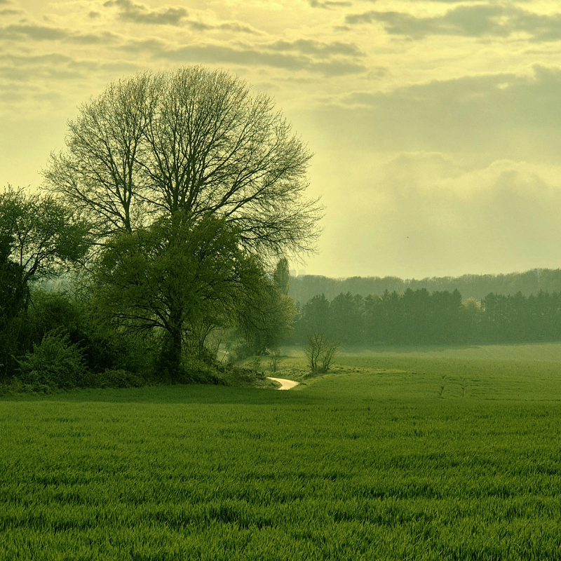 Onest Mindset - ambiance arbre dans un champ
