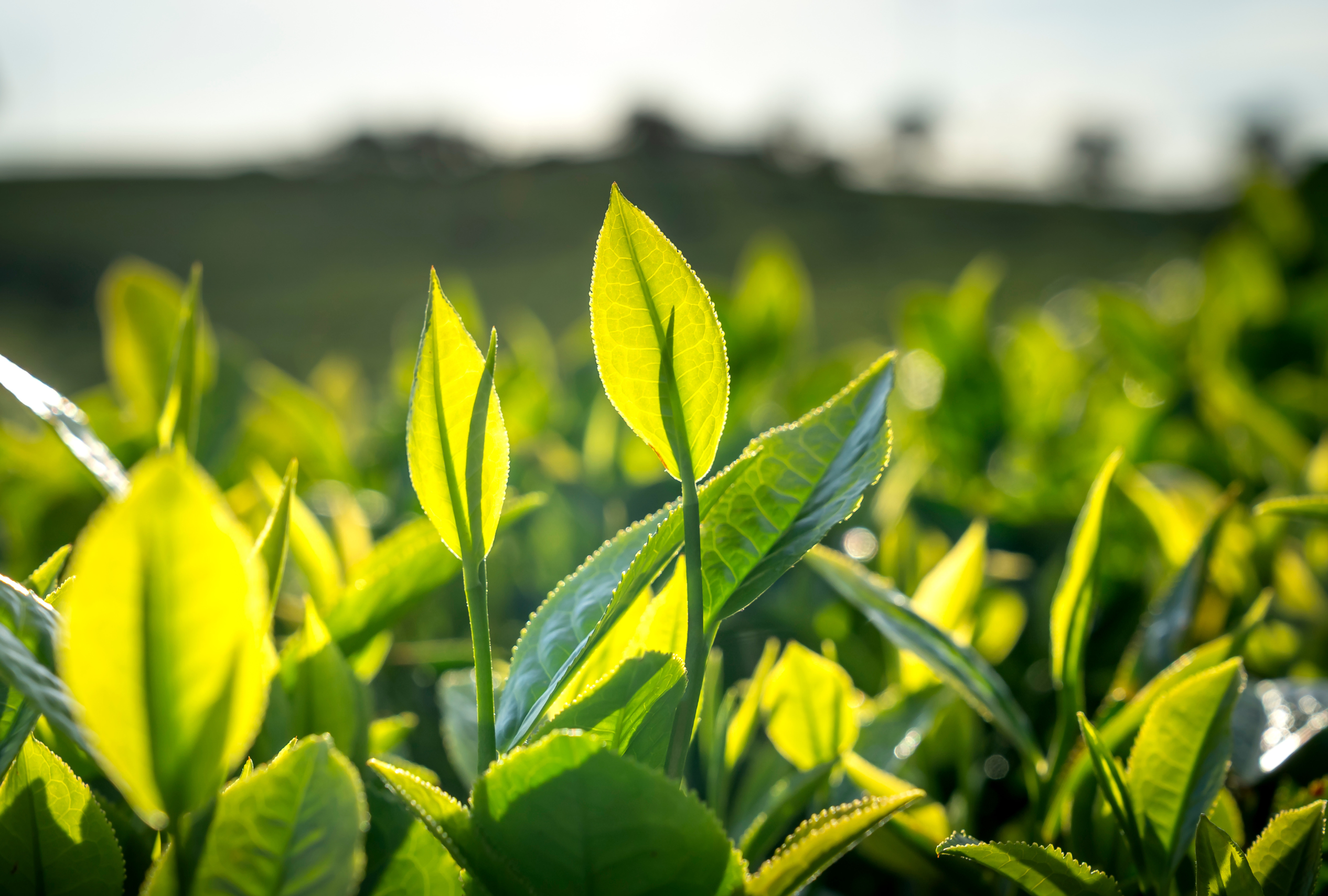 Onest Mindset - ambiance croissance