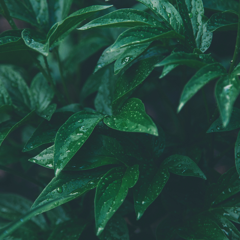 Onest Mindset - ambiance plantes couvertes de rosée