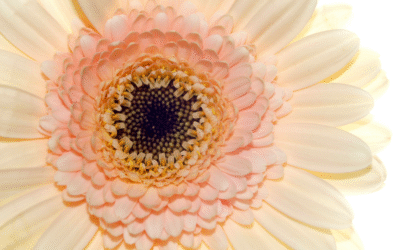 Simplifier ton organisation en 4 étapes claires