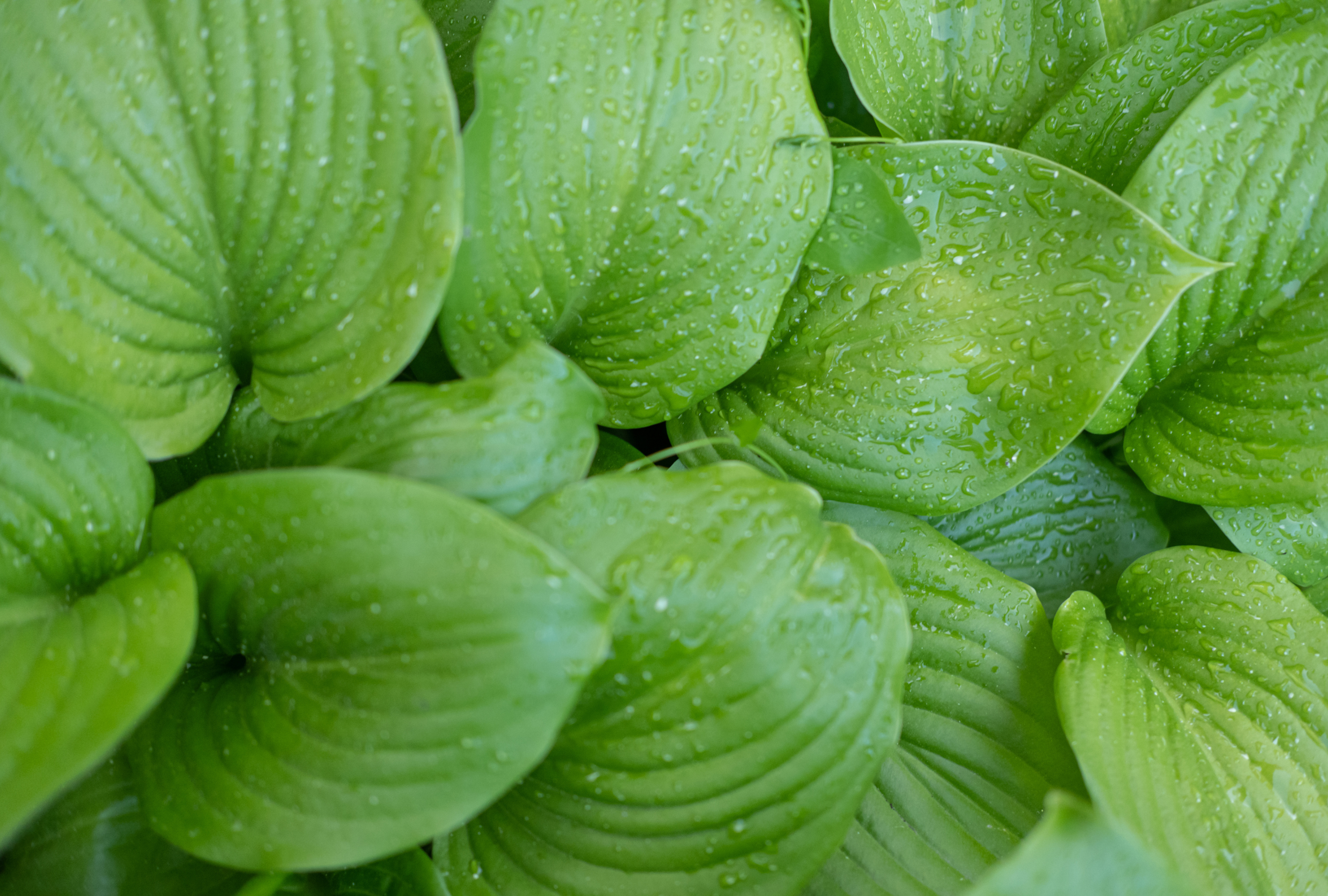 Onest Mindset - s'organiser avec un TDAH